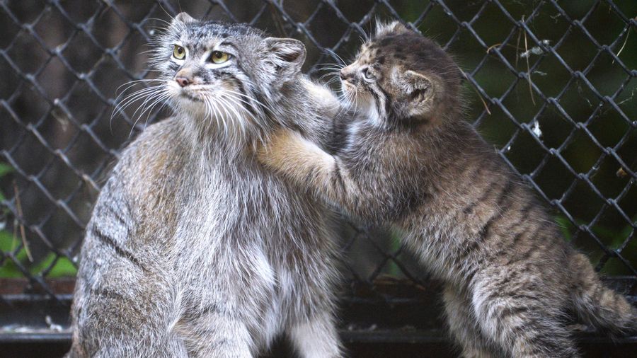 Самка манула со своим котенком в Новосибирском зоопарке Самка манула со своим котенком в Новосибирском зоопарке