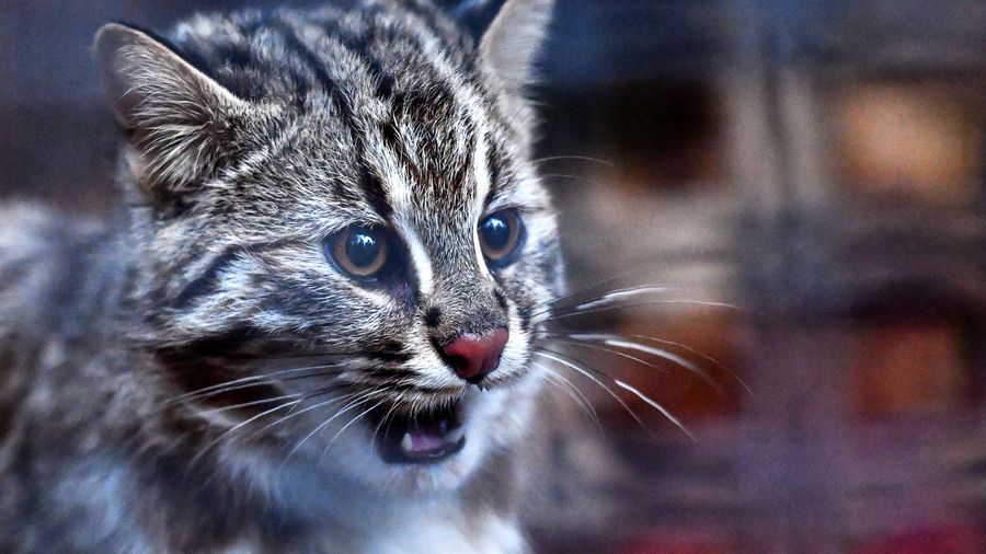 Пятимесячная самка амурского лесного кота в Московском зоопарке Пятимесячная самка амурского лесного кота в Московском зоопарке