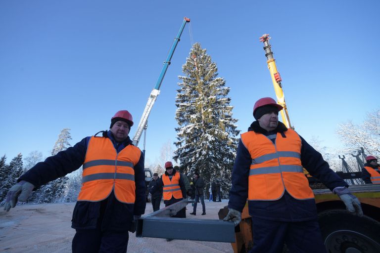 Рубка главной новогодней ели страны в Московской области Рубка главной новогодней ели страны в Московской области