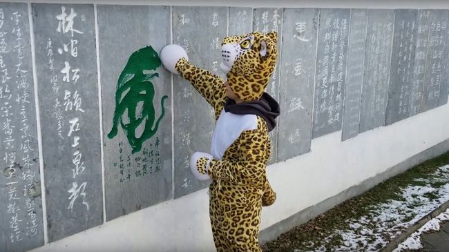 Видео о приключениях дальневосточного леопарда Видео о приключениях дальневосточного леопарда