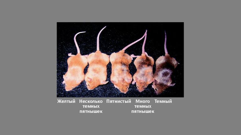 Мыши агути, поменявшие цвет благодаря эпигенетическим факторам Мыши агути, поменявшие цвет благодаря эпигенетическим факторам