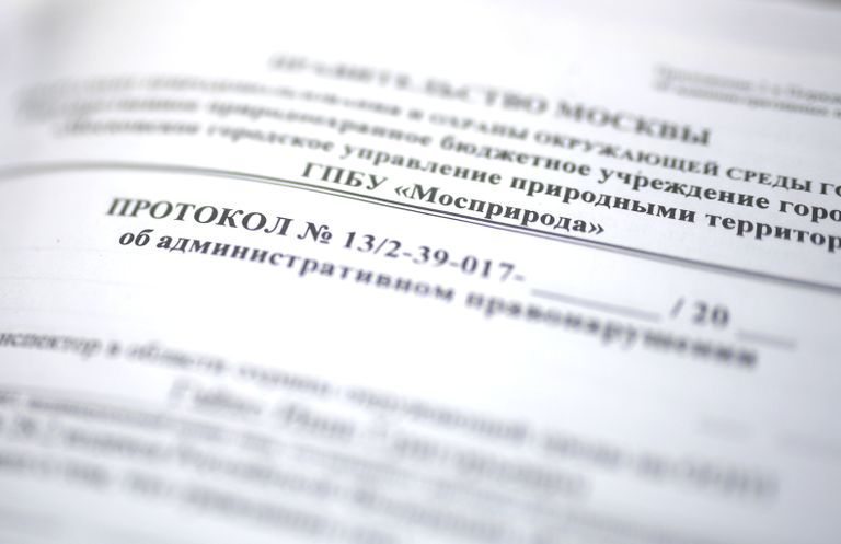 Рейд по незаконной вырубке елок в парке Кузьминки Рейд по незаконной вырубке елок в парке Кузьминки