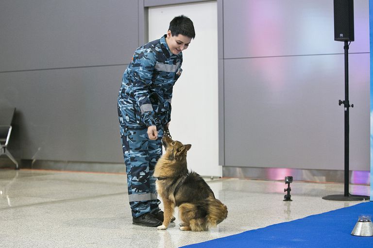 Служебная собака кинологической службы авиакомпании Аэрофлот Служебная собака кинологической службы авиакомпании Аэрофлот