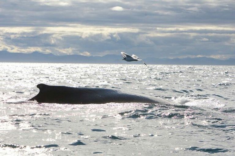 Кит в море Кит в море