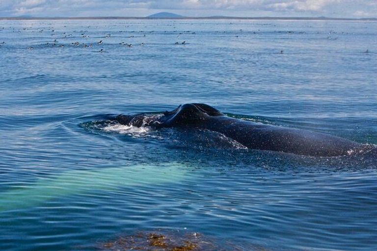 Кит в море Кит в море