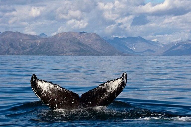 Кит в море Кит в море