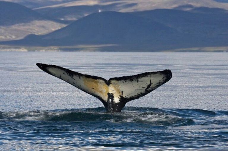 Кит в море Кит в море