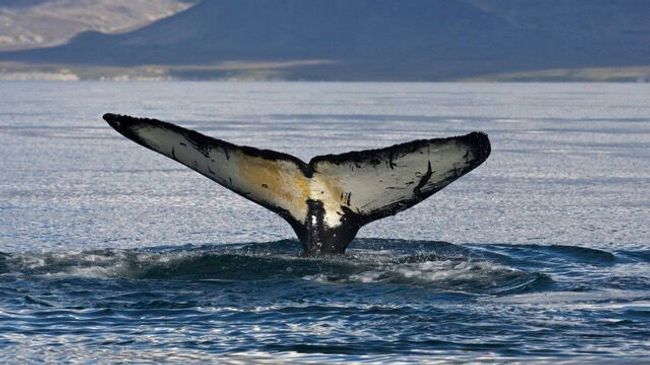 Кит в море Кит в море