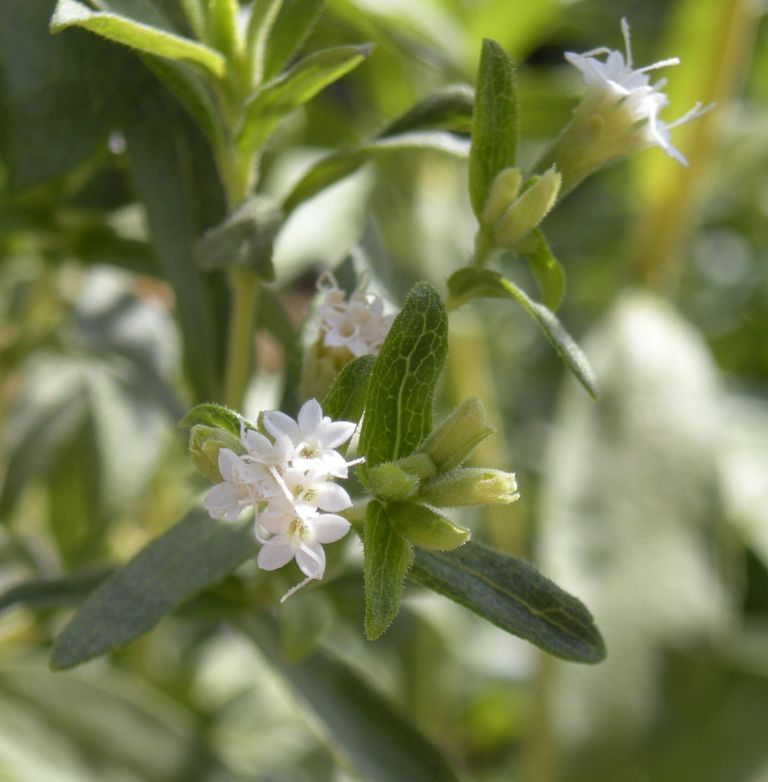Стевия (Stevia rebaudiana)