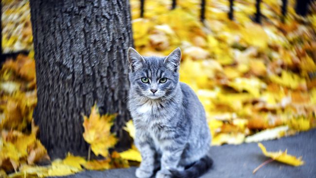 Проект “Котошеф” ищет волонтеров для проекта помощи уличным кошкам Проект “Котошеф” ищет волонтеров для проекта помощи уличным кошкам