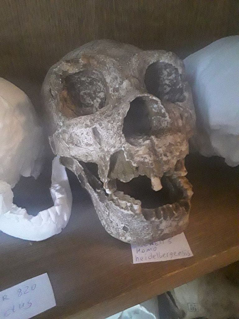 Череп гейдельбергского человека, который жил в Европе 700-345 тысяч лет назад , хранится на кафедре антропологии биологического факультетая МГУ им М.В. Ломоносова
Череп гейдельбергского человека, который жил в Европе 700-345 тысяч лет назад , хранится на кафедре антропологии биологического факультетая МГУ им М.В. Ломоносова