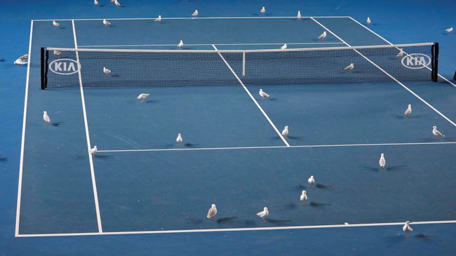 Корт Australian Open с чайками Корт Australian Open с чайками
