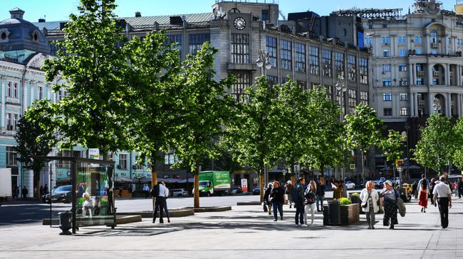 Липы на Тверской улице в Москве Липы на Тверской улице в Москве
