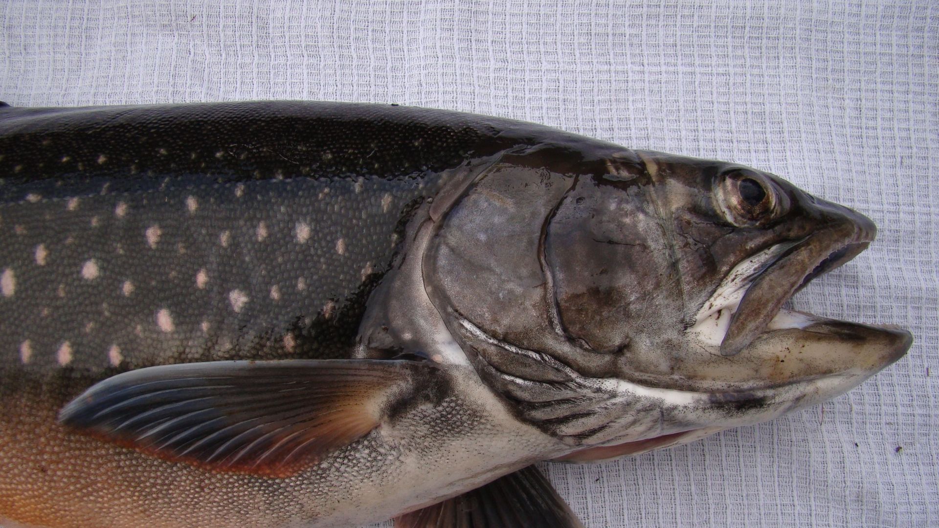 Рыба Salvelinus boganidae Боганидский голец Рыба Salvelinus boganidae Боганидский голец - РИА Новости, 1920, 27.03.2024