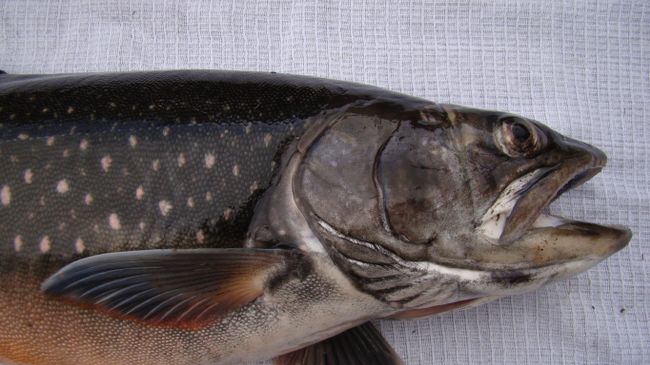 Рыба Salvelinus boganidae Боганидский голец
