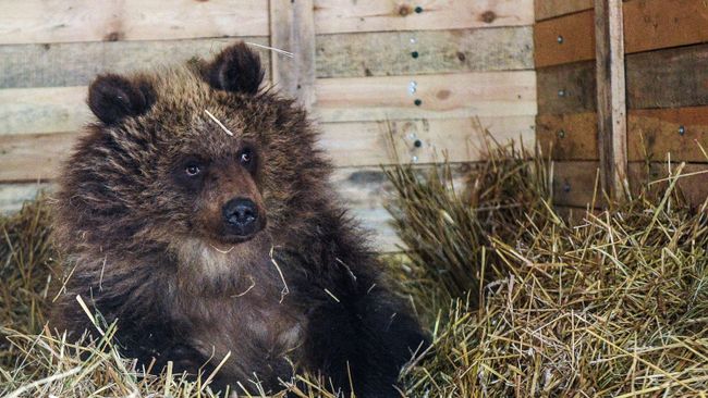 Спасенная на Камчатке медведица Маша в вольере Калужского центра реабилитации диких животных Феникс