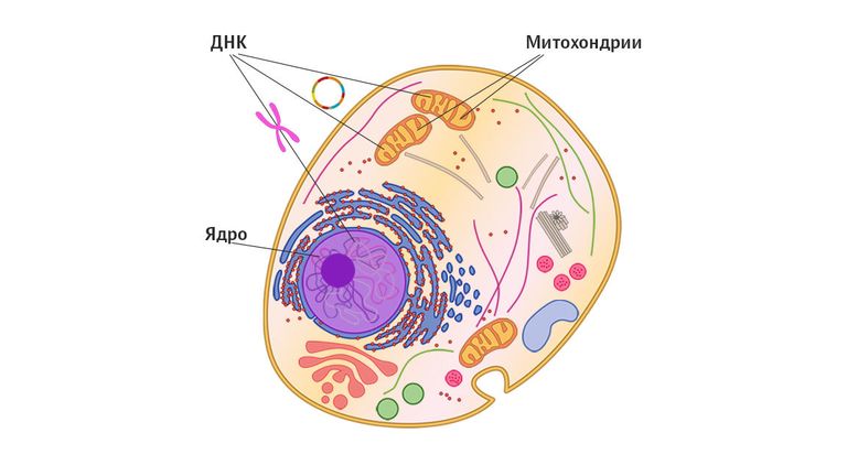 Хромосомная и митохондриальная ДНК в клетке