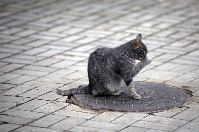 Кошка на территории парка в Горячем Ключе Кошка на территории парка в Горячем Ключе