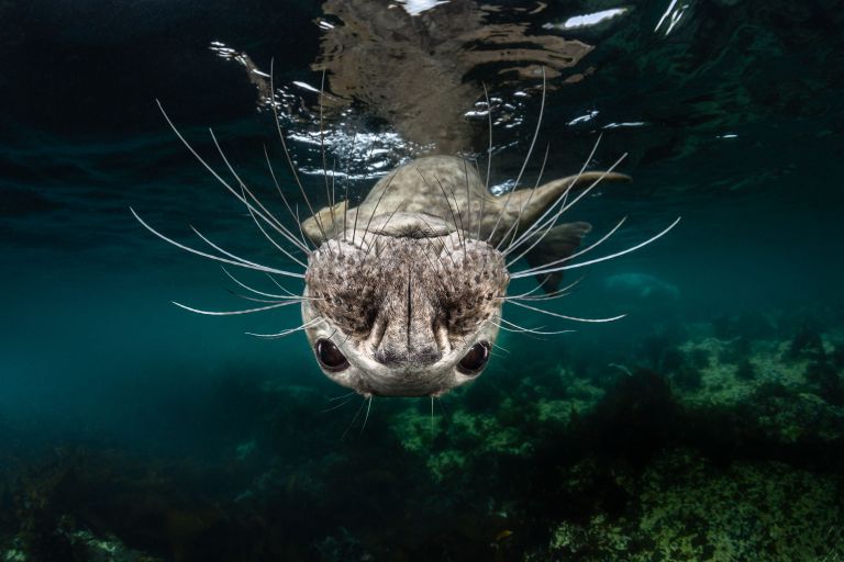 Работа победителя конкурса фотографии 2018 Ocean Art Underwater Photo Contest