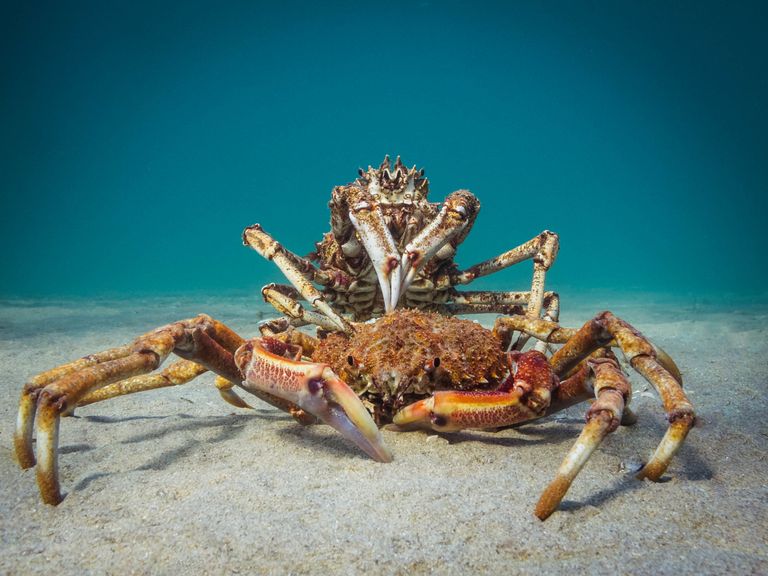 Работа победителя конкурса фотографии 2018 Ocean Art Underwater Photo Contest