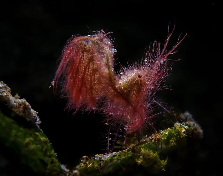 Работа победителя конкурса фотографии 2018 Ocean Art Underwater Photo Contest
