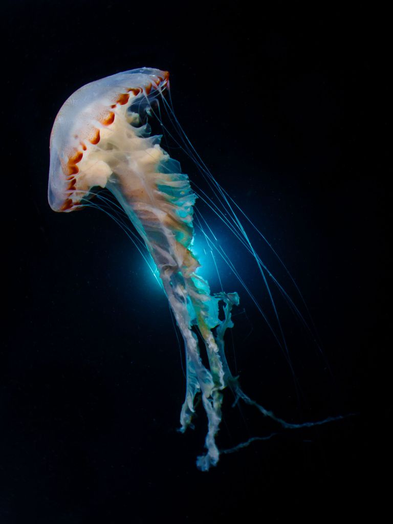 Работа победителя конкурса фотографии 2018 Ocean Art Underwater Photo Contest