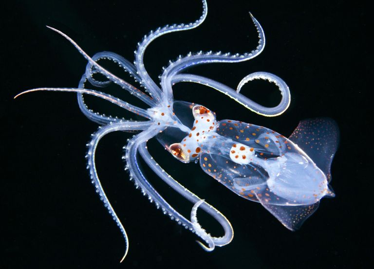 Работа победителя конкурса фотографии 2018 Ocean Art Underwater Photo Contest