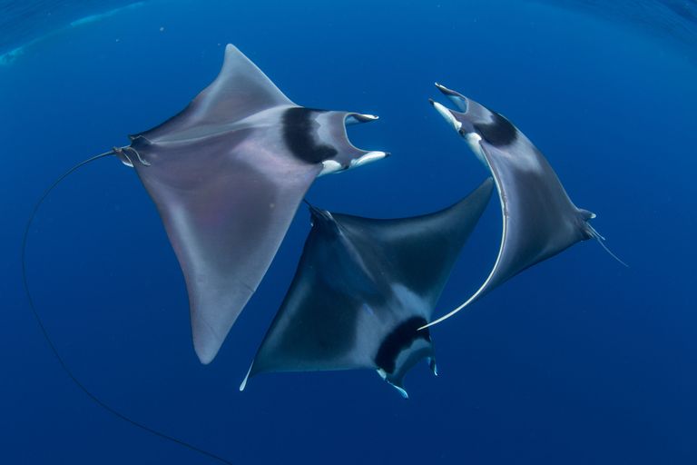 Работа победителя конкурса фотографии 2018 Ocean Art Underwater Photo Contest