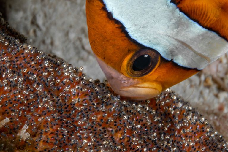 Работа победителя конкурса фотографии 2018 Ocean Art Underwater Photo Contest