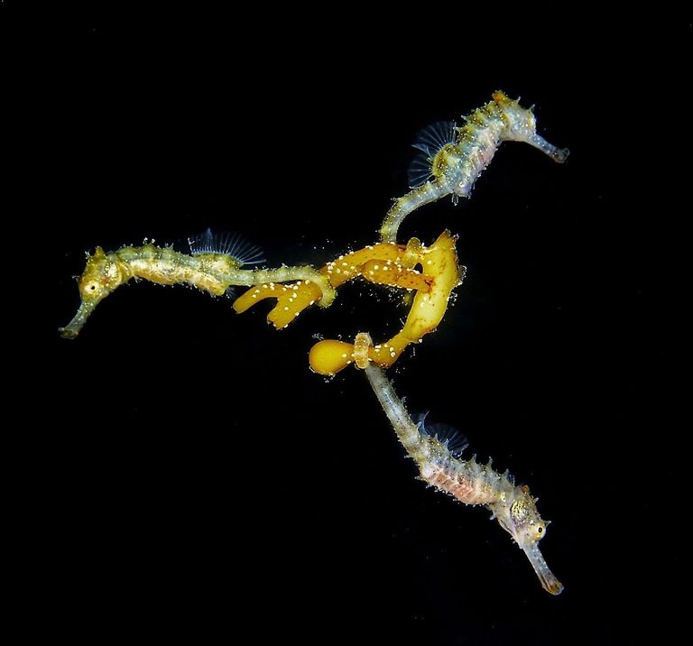 Работа победителя конкурса фотографии 2018 Ocean Art Underwater Photo Contest