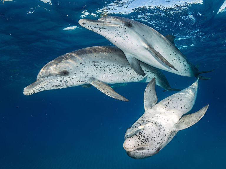 Работа победителя конкурса фотографии 2018 Ocean Art Underwater Photo Contest