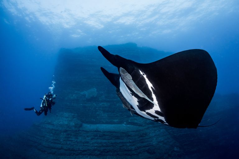 Работа победителя конкурса фотографии 2018 Ocean Art Underwater Photo Contest
