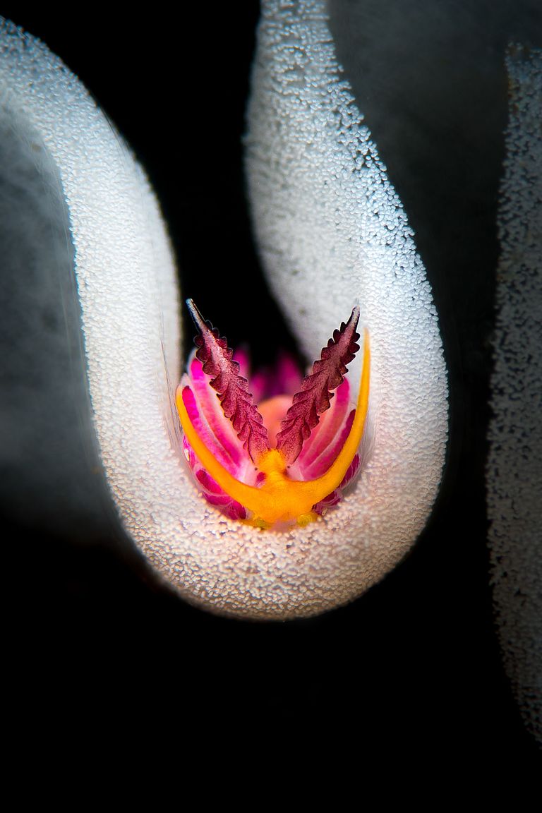 Работа победителя конкурса фотографии 2018 Ocean Art Underwater Photo Contest