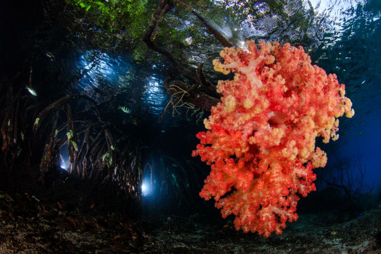 Работа победителя конкурса фотографии 2018 Ocean Art Underwater Photo Contest