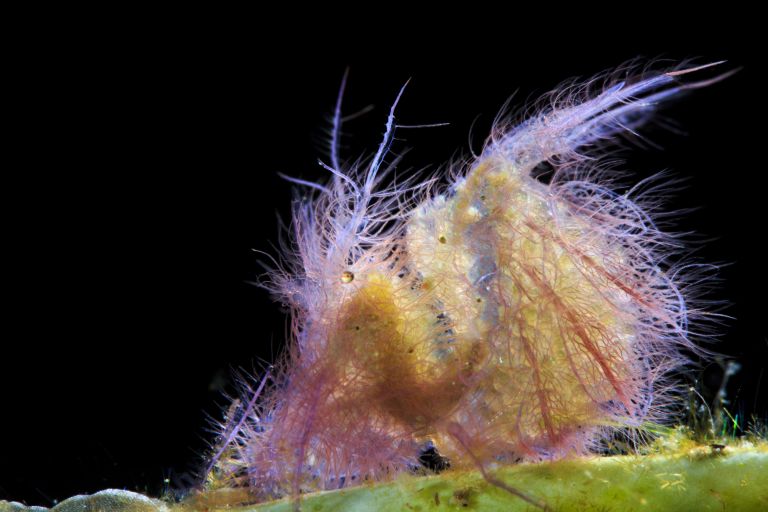 Работа победителя конкурса фотографии 2018 Ocean Art Underwater Photo Contest