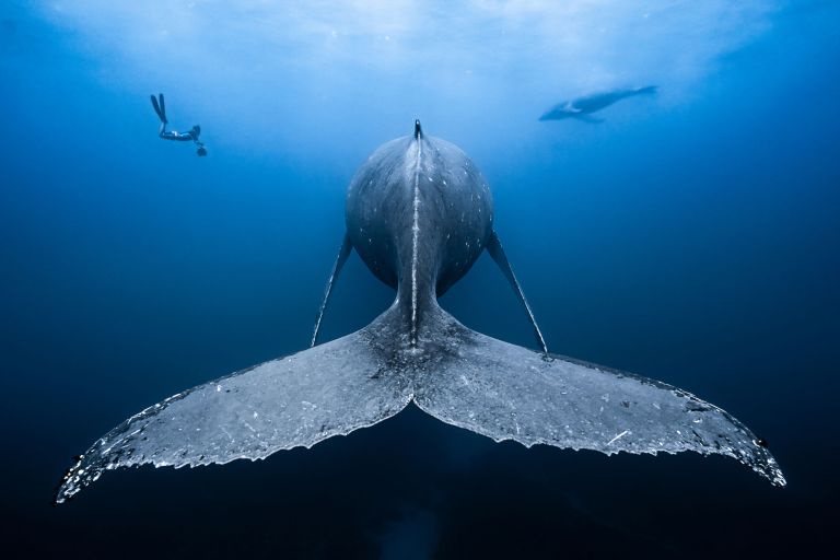 Работа победителя конкурса фотографии 2018 Ocean Art Underwater Photo Contest