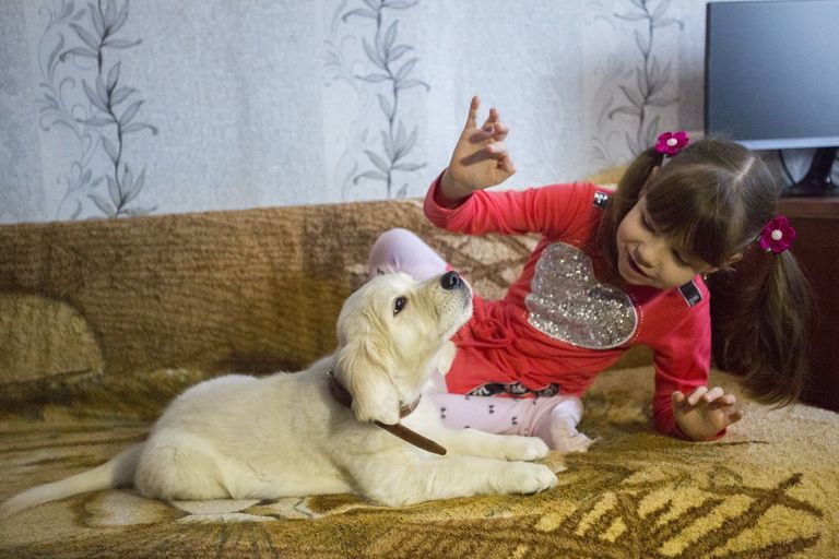 Больная аутизмом девочка из Приморья получила в подарок щенка золотистого ретривера от президента РФ Владимира Путина Больная аутизмом девочка из Приморья получила в подарок щенка золотистого ретривера от президента РФ Владимира Путина