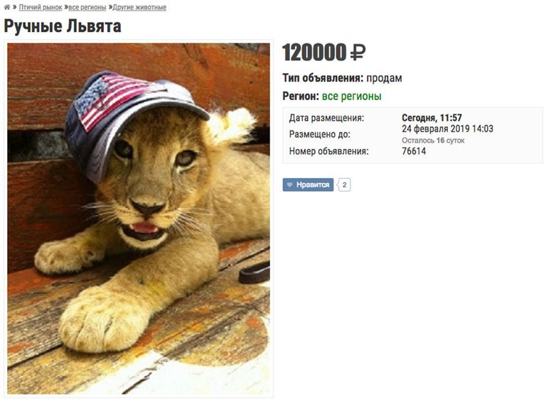Объявление о продаже львят Объявление о продаже львят