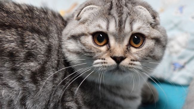 Кот Кот