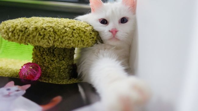 Кошка породы турецкий ван Кошка породы турецкий ван