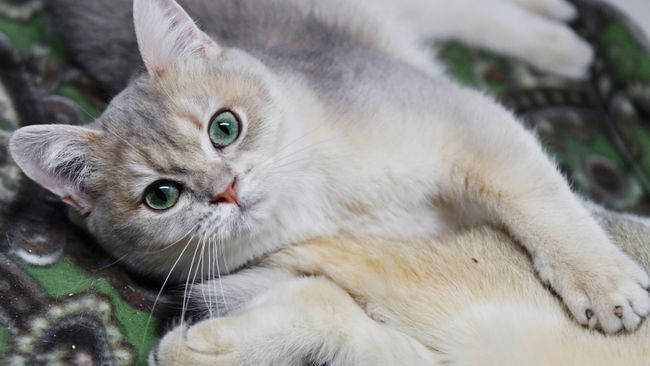Кошка породы британская на выставке котят Любимчик в галерее Мир кошек в Москве Кошка породы британская на выставке котят Любимчик в галерее Мир кошек в Москве