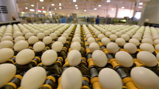 Работа ПАО Птицефабрика Челябинская Работа ПАО Птицефабрика Челябинская