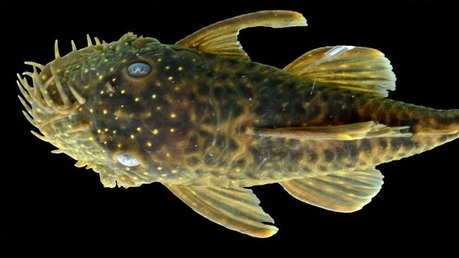 Ancistrus kellerae - один из шести новых видов пресноводных рыб в роду сомиков-анцистров Ancistrus kellerae - один из шести новых видов пресноводных рыб в роду сомиков-анцистров