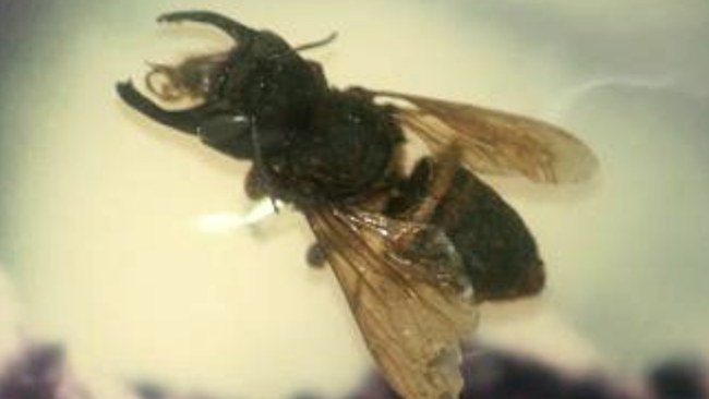 Пчела Megachile pluto Пчела Megachile pluto