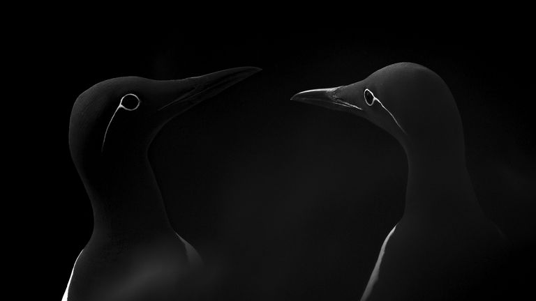 Manuel Enrique Gonzalez Carmona. Первое место национальной номинации фотоконкурса Sony World Photography Awards 2019 Manuel Enrique Gonzalez Carmona. Первое место национальной номинации фотоконкурса Sony World Photography Awards 2019