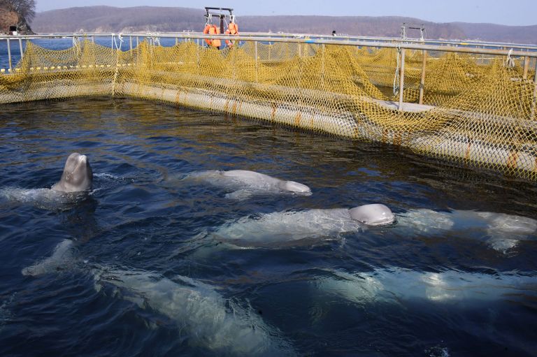 Белухи в вольере Центра адаптации морских животных в бухте Средняя Приморского края Белухи в вольере Центра адаптации морских животных в бухте Средняя Приморского края