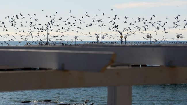 Чайки на берегу Черного моря в Сочи Чайки на берегу Черного моря в Сочи