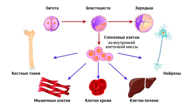 Стволовые клетки Стволовые клетки