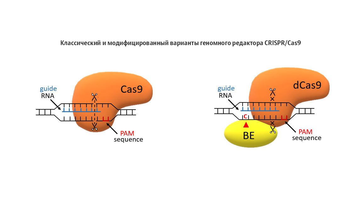 Классический и модифицированный варианты геномного редактора CRISPR/Cas9 Классический и модифицированный варианты геномного редактора CRISPR/Cas9 - РИА Новости, 1920, 23.05.2025