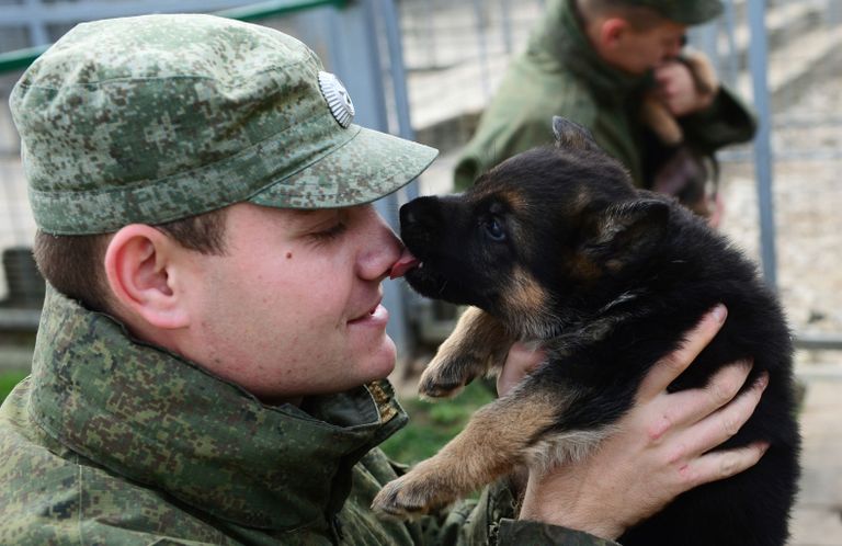 Военнослужащий играет с щенком в вольере служебных собак войск национальной гвардии РФ в дивизии имени Ф. Э. Дзержинского в Московской области Военнослужащий играет с щенком в вольере служебных собак войск национальной гвардии РФ в дивизии имени Ф. Э. Дзержинского в Московской области